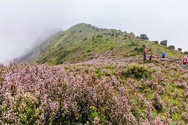 Chinh phục đỉnh Tà Chì Nhù trong mùa hoa chi pâu