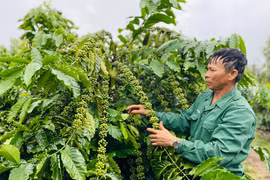 Hơn 490 tỷ đồng xây dựng vùng nguyên liệu cà phê đạt chuẩn