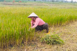 Krông Pa: Lúa cháy khô vì nắng hạn