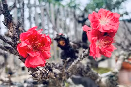 'Đầu năm mua muối, cuối năm mua vôi' nghĩa là gì?