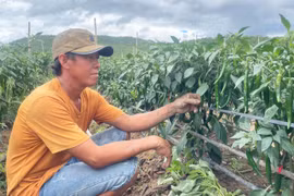Triển vọng từ mô hình liên kết trồng ớt của nông dân Ia Rtô 