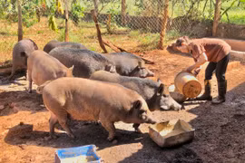 Nâng tầm giá trị sản phẩm heo Broong Đức Cơ