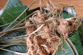 Thâm nhập giới đầu nậu sâm lậu