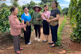 Nâng cao hiệu quả công tác phụ nữ trong tình hình mới