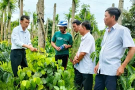 Gia Lai: Tiêu chuỗi xanh thương phẩm “hút khách”