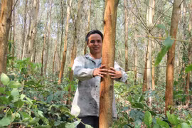 Giá gỗ keo giảm mạnh, nông dân ngừng thu hoạch