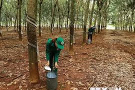 Nông sản muốn sang EU phải đảm bảo sản xuất không gây mất rừng