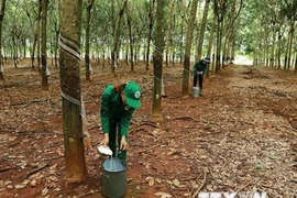 Nông sản muốn sang EU phải đảm bảo sản xuất không gây mất rừng