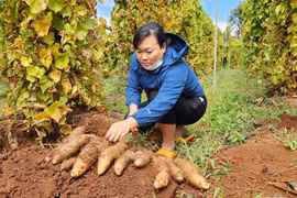 Nông dân thị trấn Chư Sê thu nhập cao nhờ trồng khoai từ
