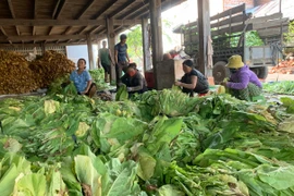 Ayun Pa đẩy mạnh liên kết trong sản xuất nông nghiệp