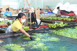 Gia Lai thu hút đầu tư, tạo đột phá trong phát triển nông nghiệp