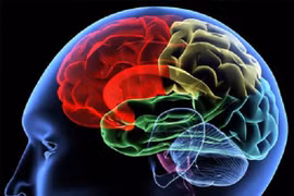 Đột phá trong nghiên cứu về tế bào, gene và cấu trúc não bộ con người