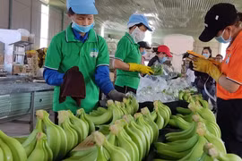 Trung Quốc giảm mua chuối, Hoàng Anh Gia Lai 'hụt' lãi