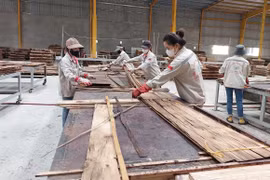 Trồng và chế biến tre biến tính: Hướng đi triển vọng