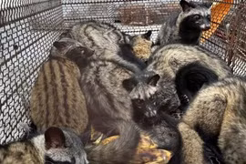 Phát hiện 26 con chồn hương nuôi nhốt trái phép ở Lâm Đồng