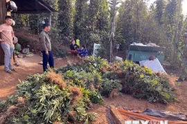 Đắk Nông phát hiện vụ trồng, sơ chế cần sa lớn ở xã biên giới