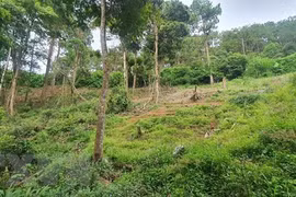 Đắk Nông thu hồi gần 1.800 ha đất của dự án lâm nghiệp nhiều vi phạm