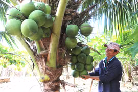 Cây dừa “bén đất” Kbang