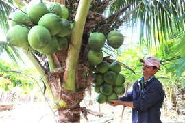 Cây dừa “bén đất” Kbang