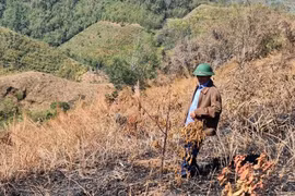Lâm tặc rải đinh bẫy cán bộ quản lý bảo vệ rừng ở Đắk Nông