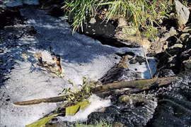 Đắk Nông: Đề nghị điều tra việc nước suối gần trại lợn ô nhiễm bất thường