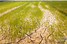 Triển khai các giải pháp cấp bách ứng phó với nguy cơ hạn hán