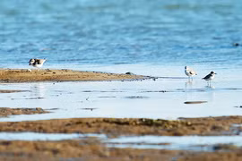 Những người theo bóng chim trời