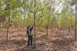 Phát triển kinh tế rừng theo hướng bền vững