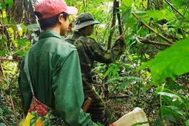 Ám ảnh độc dược rừng xanh