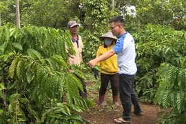 Nhiều lao động trẻ ở Đắk Lắk bỏ phố về quê khởi nghiệp