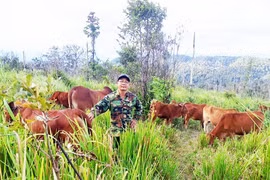 Lão nông chăn bò ở ngã ba Đông Dương
