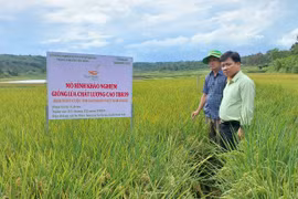 Triển vọng giống lúa chất lượng cao TBR39