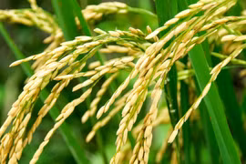 Hạt gạo của rừng