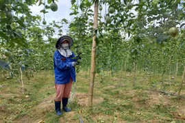 Đẩy mạnh ứng dụng công nghệ tưới tiết kiệm nước