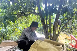 Chợ lao động giữa đại ngàn