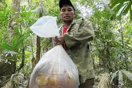 Săn 'lộc rừng' ở đại ngàn Trường Sơn