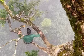 Săn Tết miệt rừng