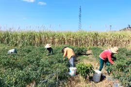 Nông dân Kbang thu nhập khá nhờ giá ớt tăng cao