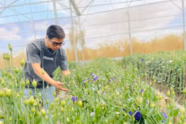 Ứng dụng công nghệ vào sản xuất nông nghiệp