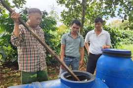 Sử dụng chế phẩm IMO trong sản xuất nông nghiệp: Chi phí thấp, hiệu quả cao