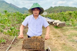 Lê Văn Đức thành công với thương hiệu mật ong hoa dã quỳ