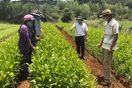 Phát triển lâm nghiệp theo hướng bền vững