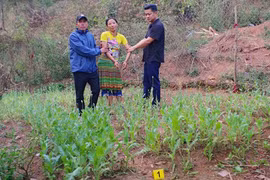 Người phụ nữ trồng gần 600 cây thuốc phiện trong vườn