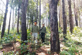 Gia Lai: Trồng hơn 526 ha rừng thay thế trong năm 2023