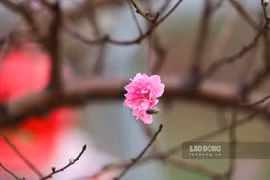 Những lưu ý trong bài trí cây cảnh chuẩn phong thuỷ đón tài lộc ngày Tết