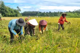 Chư Păh nhân rộng cánh đồng lúa chất lượng cao