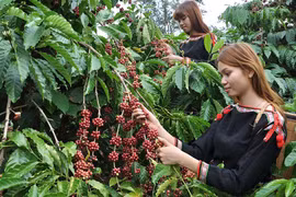 Vấn vương mùa cà phê