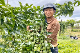 Trở thành tỷ phú nhờ cây ăn quả