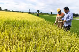 Ia Pa hỗ trợ nông dân liên kết sản xuất lúa chất lượng cao 