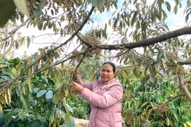 Thu tiền tỷ nhờ trồng xen cây ăn quả trong vườn cà phê